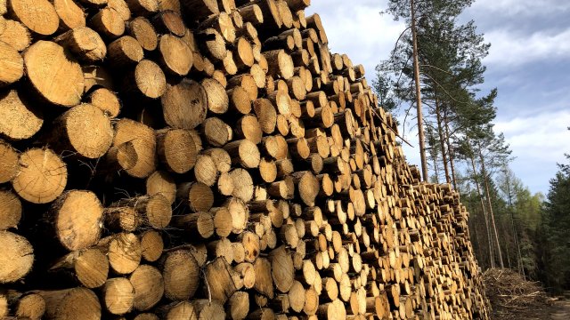 Dřevo, zázrak přírody