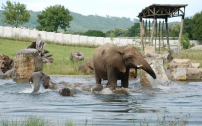 Sloninec za miliardu. Plzeňská zoo připravuje složitý a náročný projekt